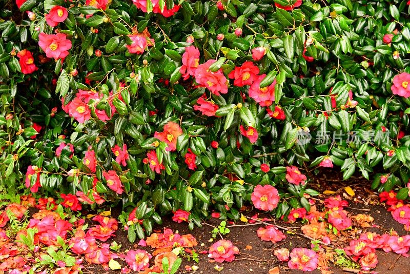 茶花/日本茶花